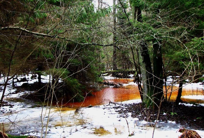 Учёные объяснили ярко-красный цвет воды в водоёмах Куршской косы (+фото)